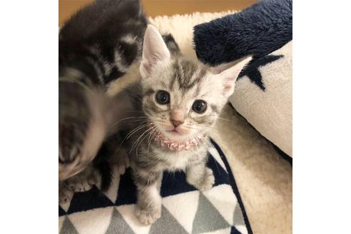 成約済の大阪府のアメリカンショートヘア-6709の1枚目